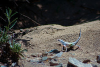 Reptiles & Amphibians