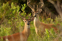 Mammals