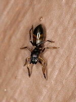 Insects